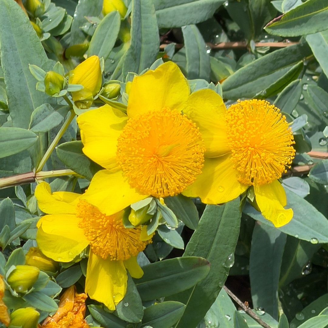 Gemo St. John's Wort |Spotswood Greenery
