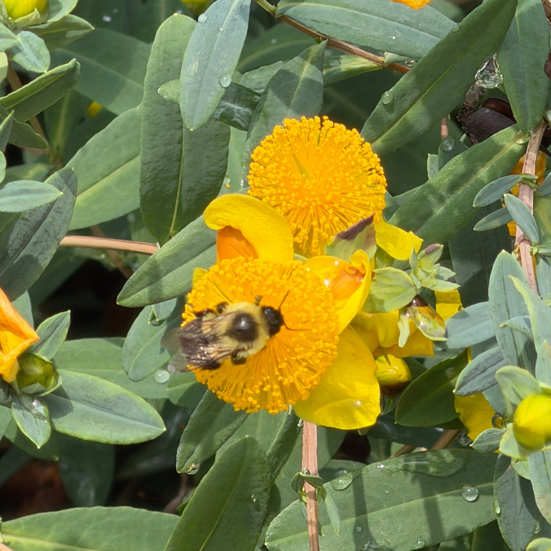 Gemo St. John's Wort |Spotswood Greenery