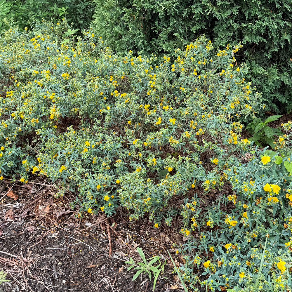 Gemo St. John's Wort |Spotswood Greenery