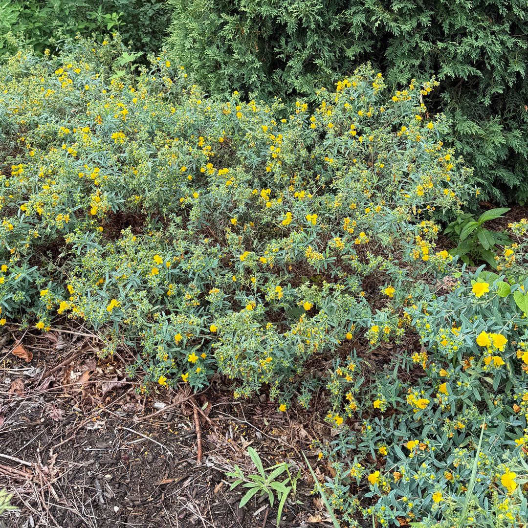 Gemo St. John's Wort |Spotswood Greenery