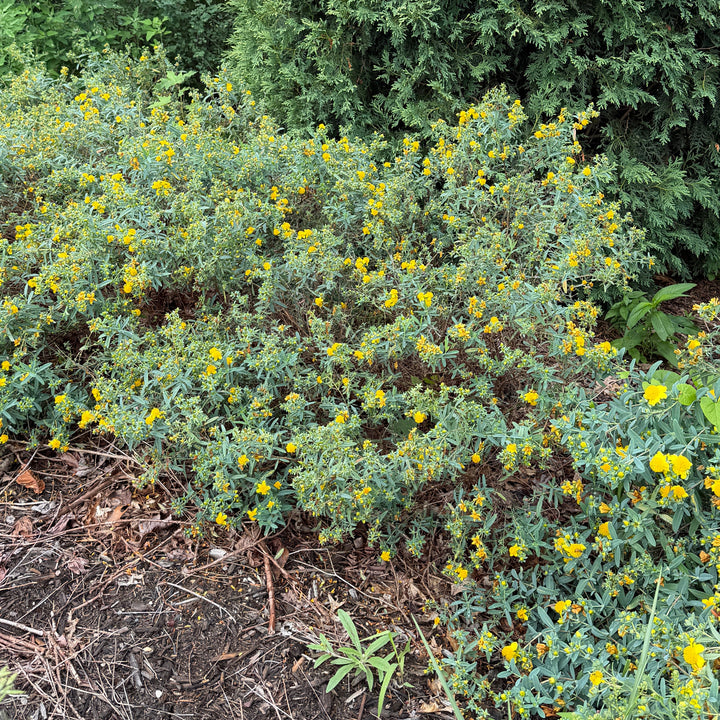 Gemo St. John's Wort |Spotswood Greenery