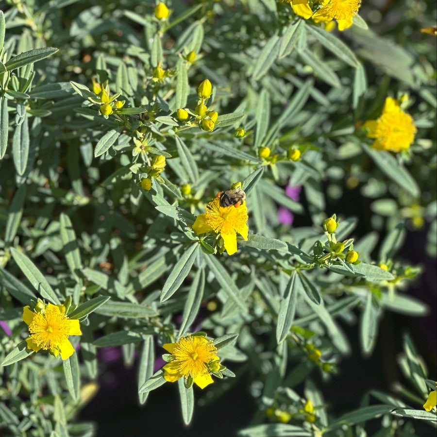 A close-up of a leafy green plant with many small bright yellow flowers and a bee resting on one flower |Spotswood Greenery