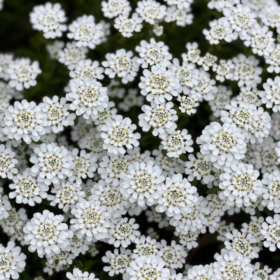 Candy Tuft |Spotswood Greenery