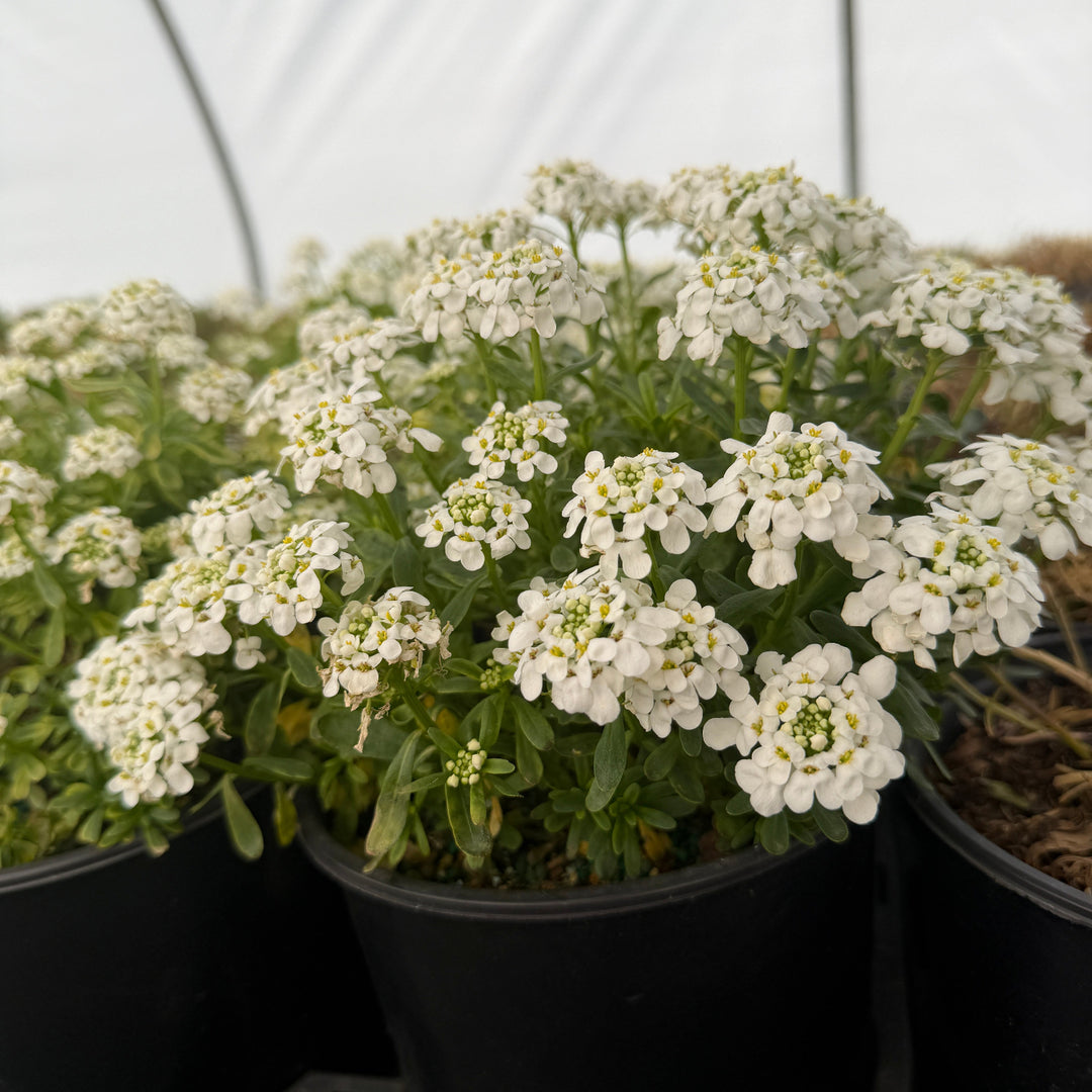 Candy Tuft |Spotswood Greenery