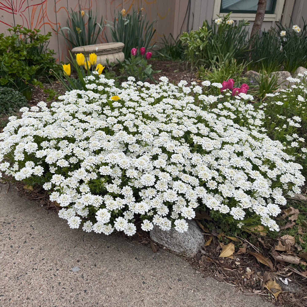 Candy Tuft |Spotswood Greenery