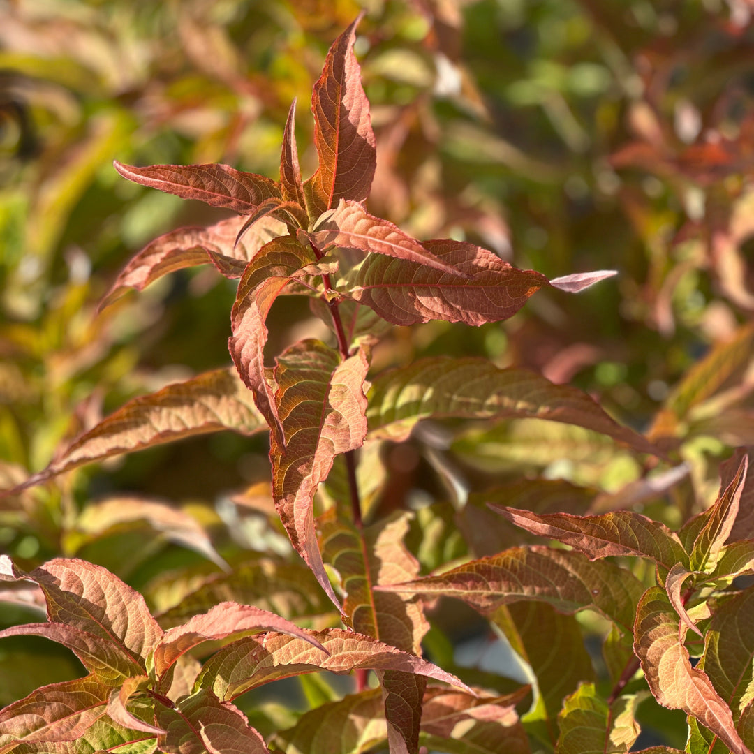 Kodiak® Orange Bush Honeysuckle