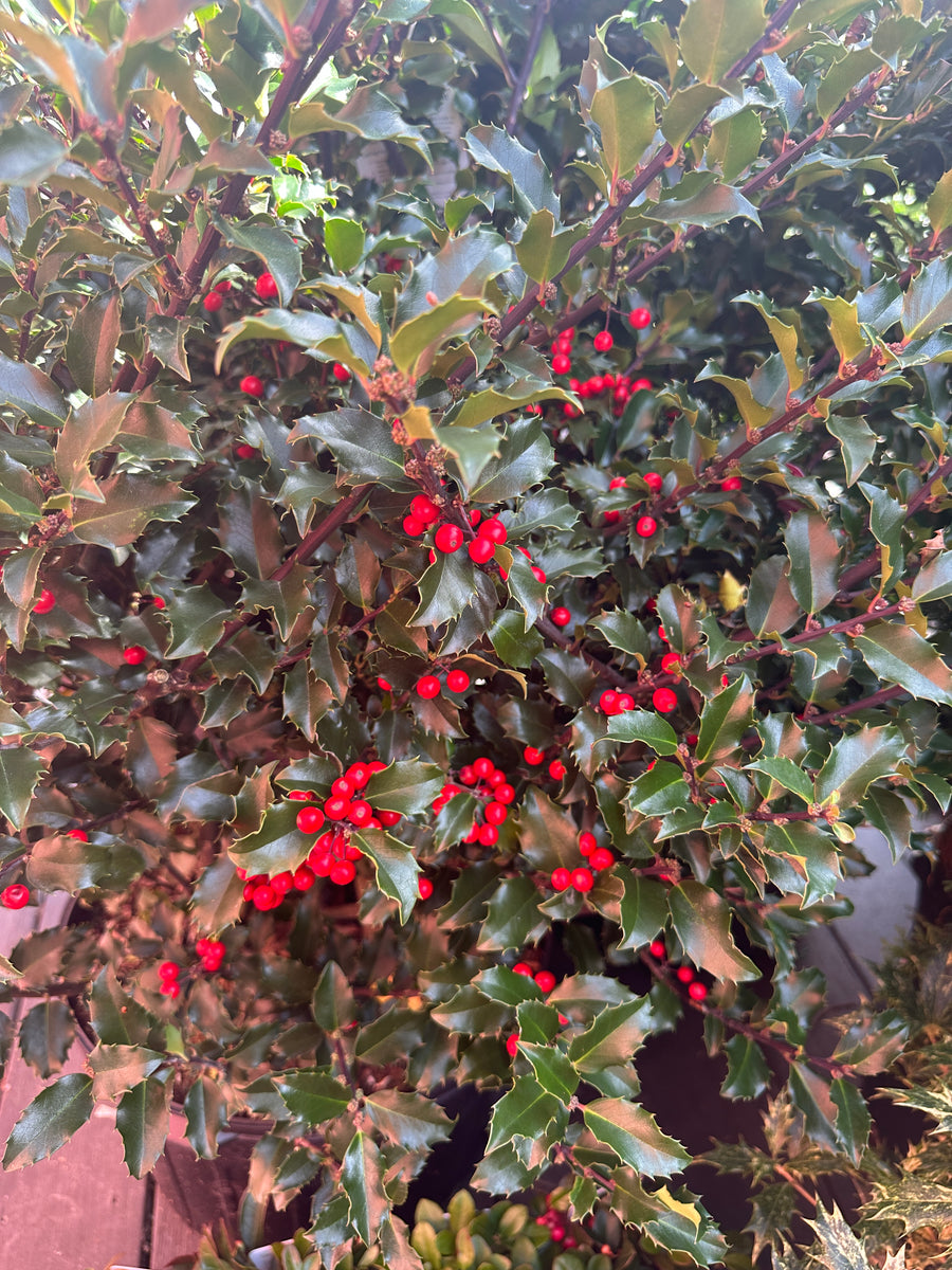 Blue Princess Holly |Spotswood Greenery