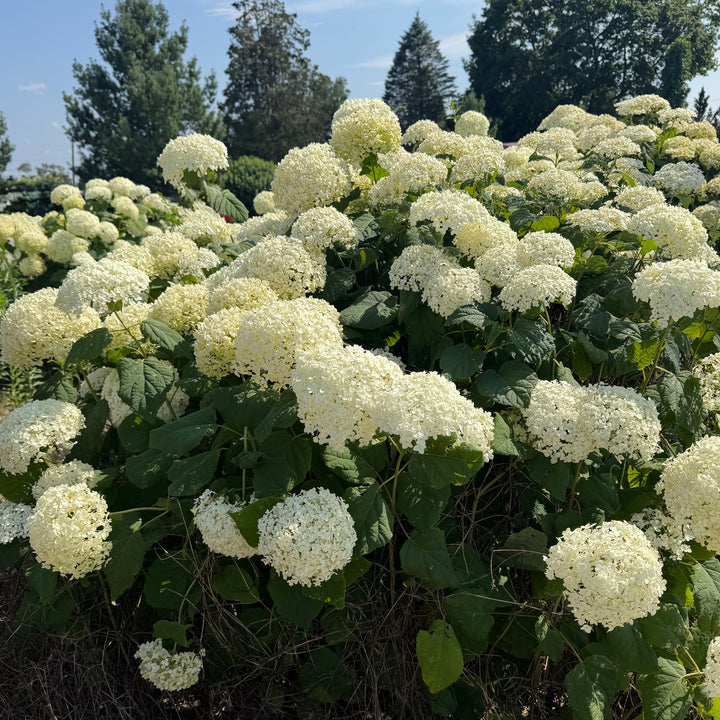 incrediball hydrangea |Spotswood Greenery
