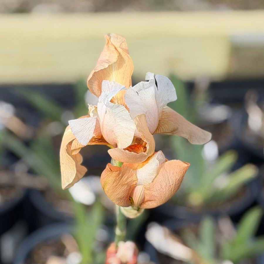 Invitation Bearded Iris |Spotswood Greenery