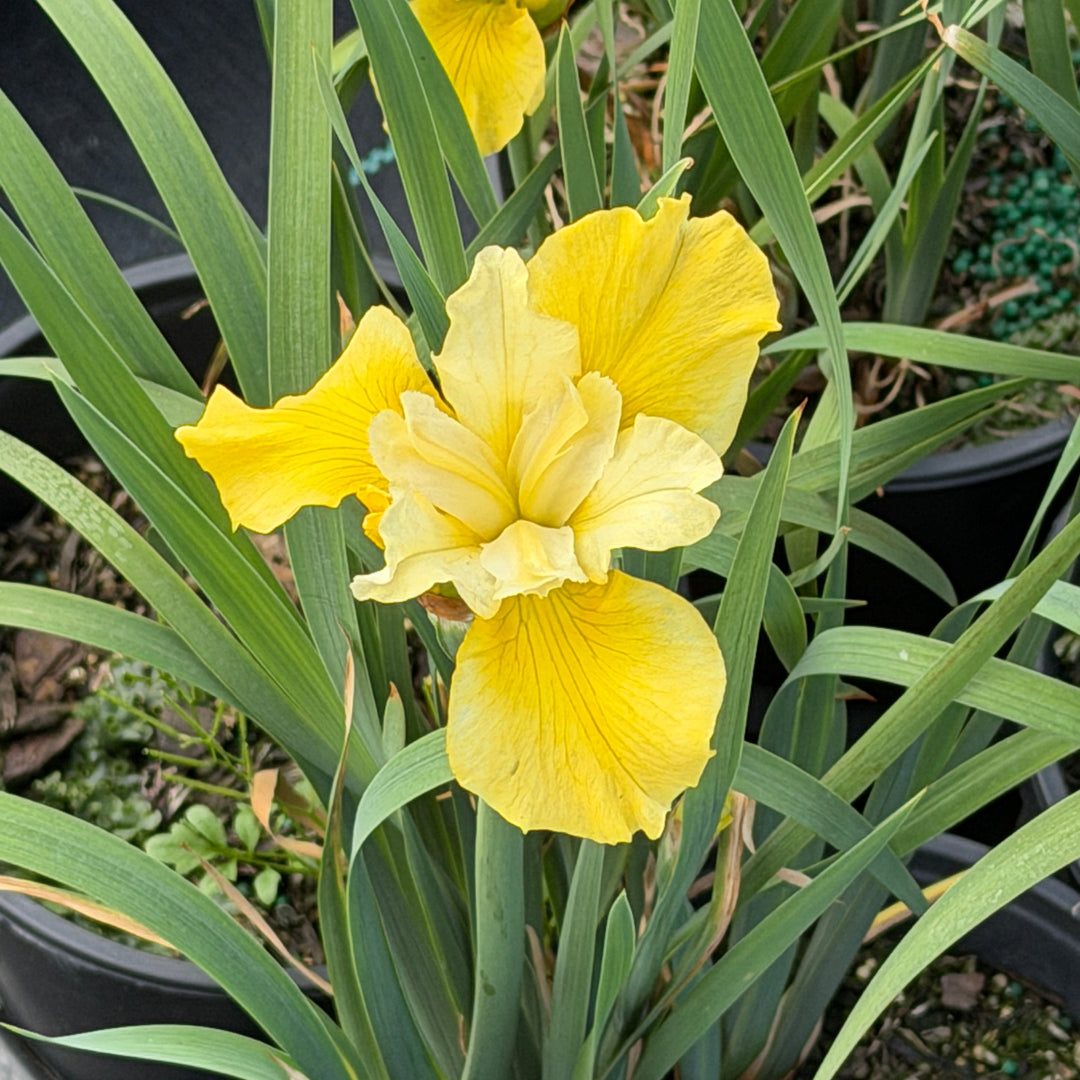 Sunfisher Siberian Iris