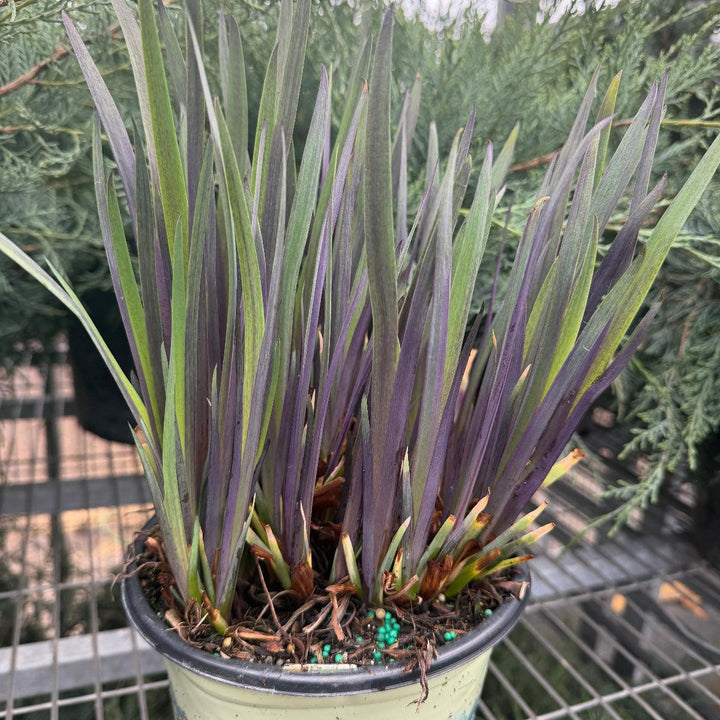 Iris Purple Flame |Spotswood Greenery
