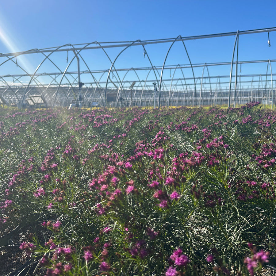 Iron Butterfly Narrow-leaf Ironweed