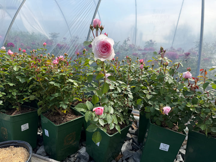 James Galway Roses in containers |Spotswood Greenery
