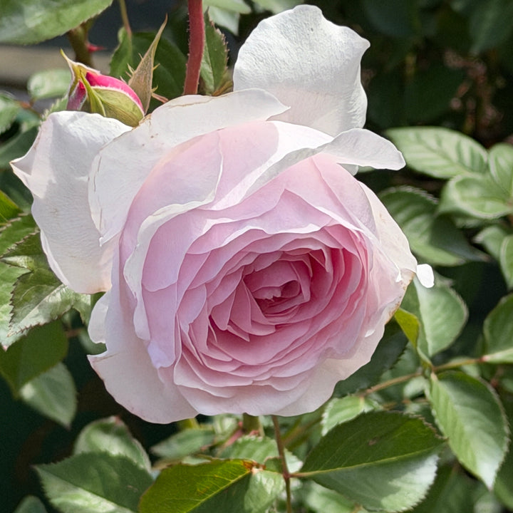James Galway Rose blossoms |Spotswood Greenery