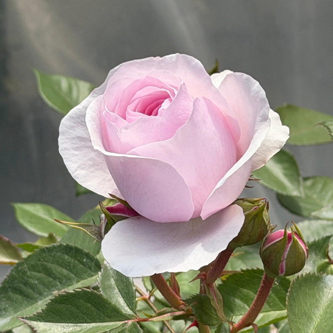 David Austin® James Galway® Rose