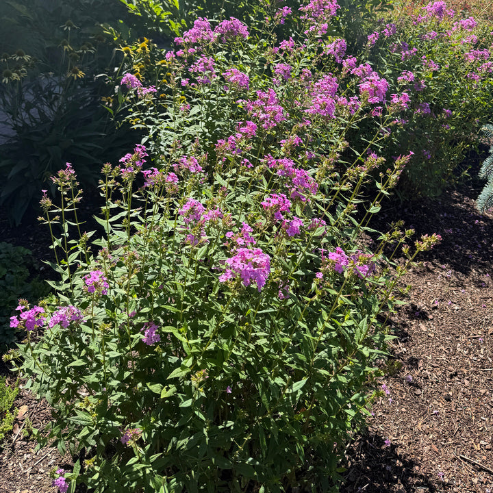 Jeana garden phlox in bloom |Spotswood Greenery