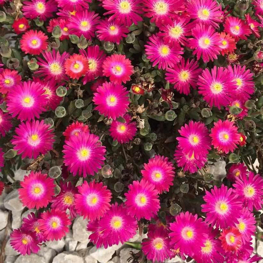 Jewel of the Desert® Amethyst Ice Plant |Prides Corner Farms