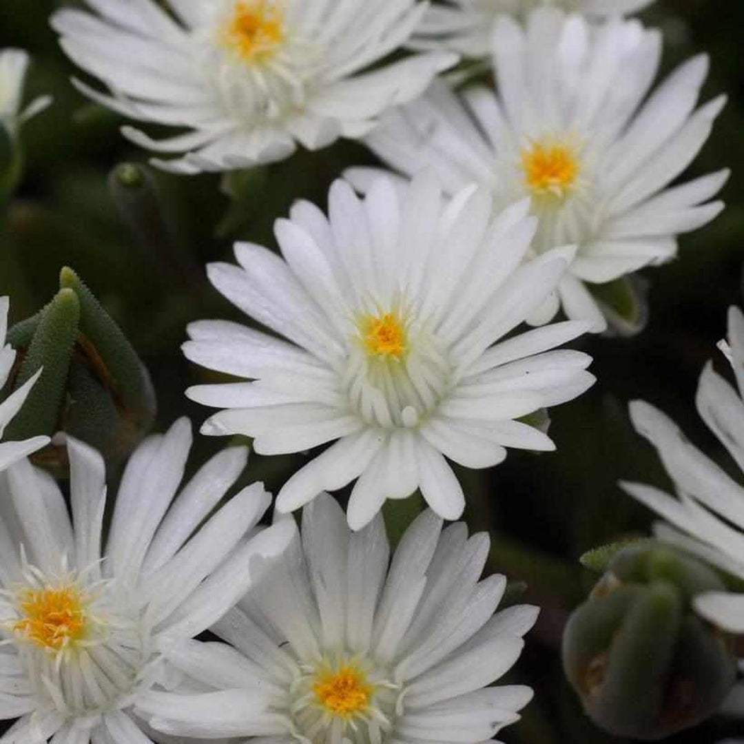 Jewel of the Desert Moonstone Ice Plant |Prides Corner Farms