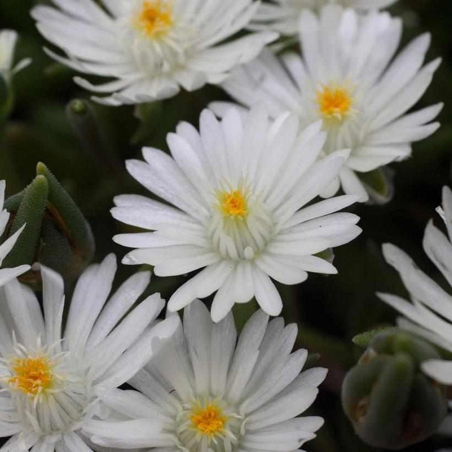Jewel of the Desert Moonstone Ice Plant |Prides Corner Farms