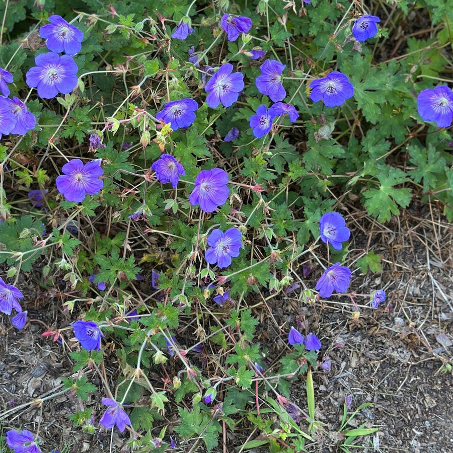 Johnson's Blue Cranesbill |Spotswood Greenery
