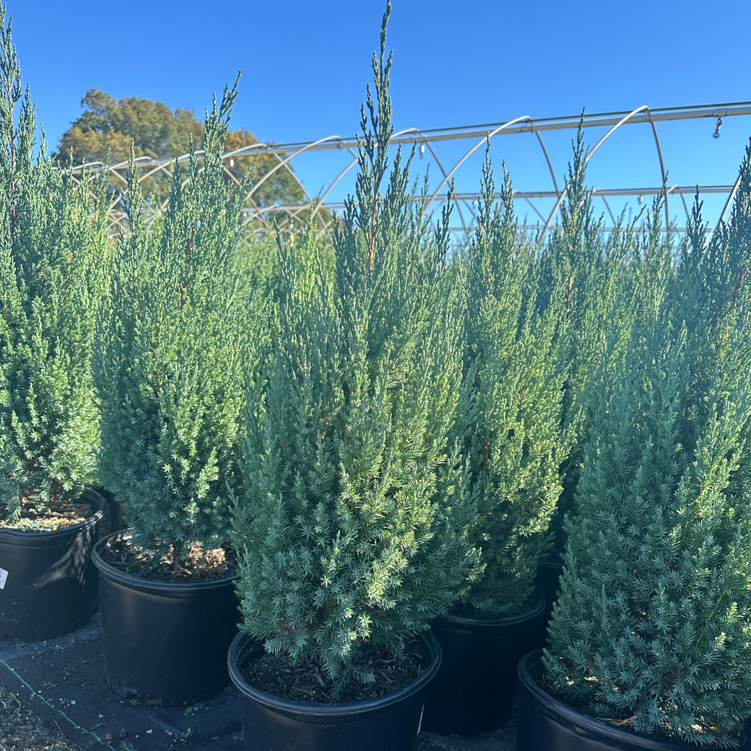 Blue Point Juniper