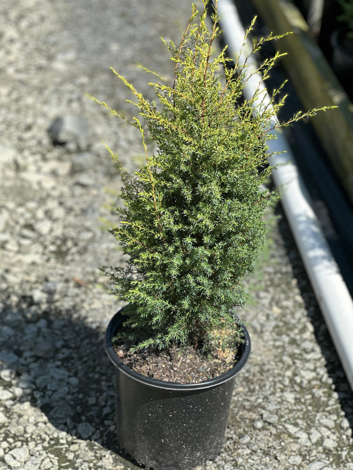 Gold Cone Juniper