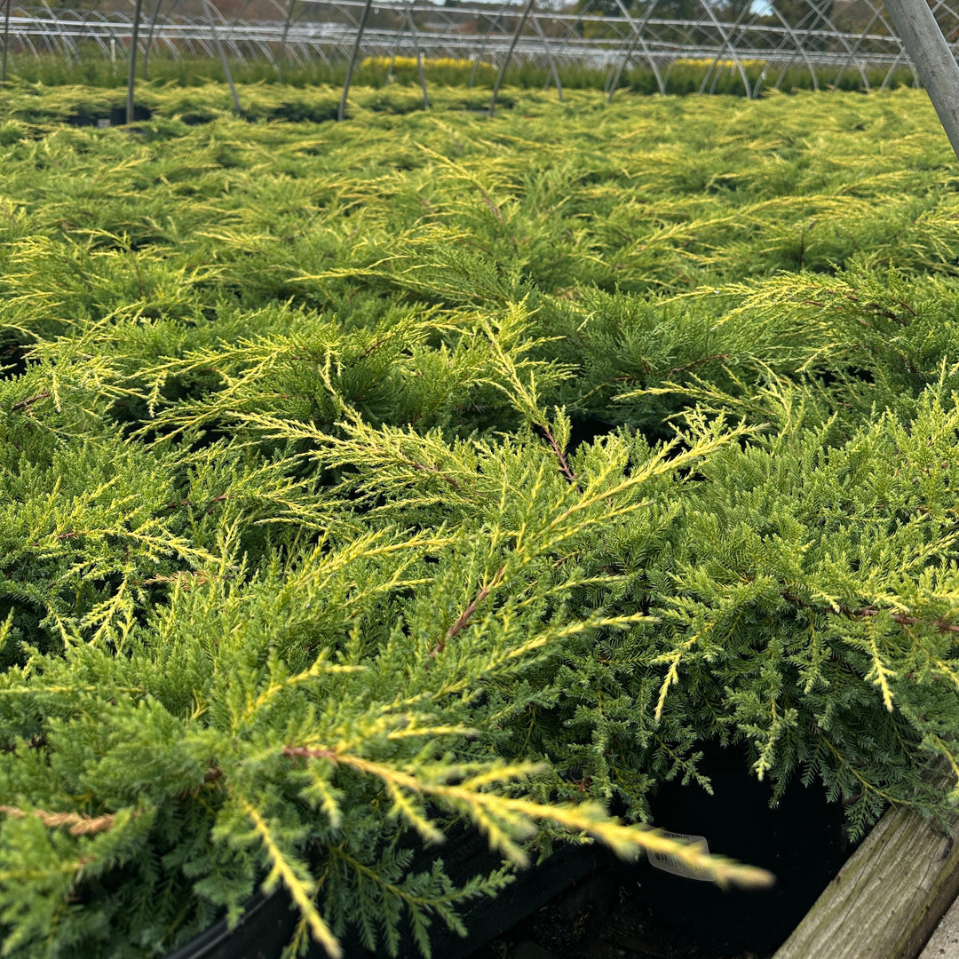 Gold Star® Juniper |Spotswood Greenery