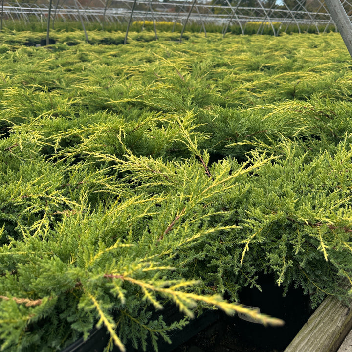 Gold Star® Juniper |Spotswood Greenery