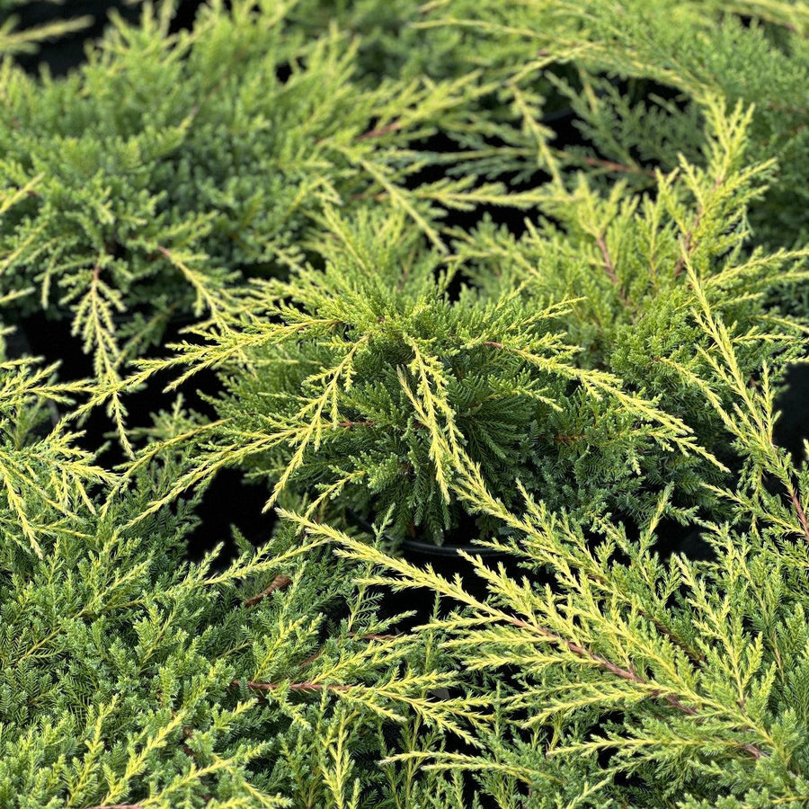 Gold Star® Juniper |Spotswood Greenery