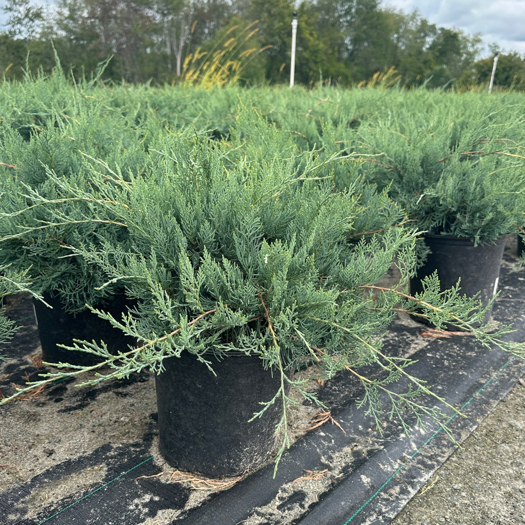 Grey Owl Red Cedar