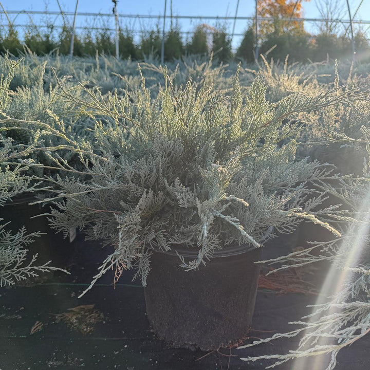 Grey Owl Red Cedar |Spotswood Greenery