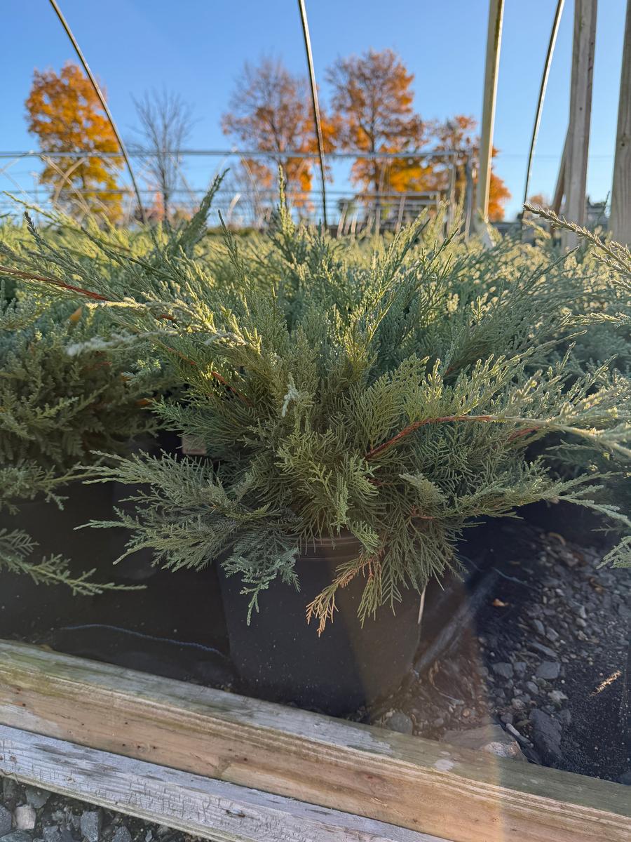 Compact Pfitzer Juniper |Spotswood Greenery