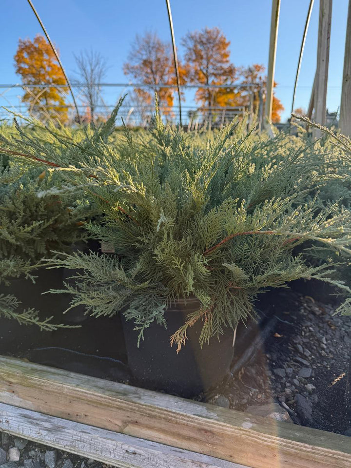 Compact Pfitzer Juniper |Spotswood Greenery