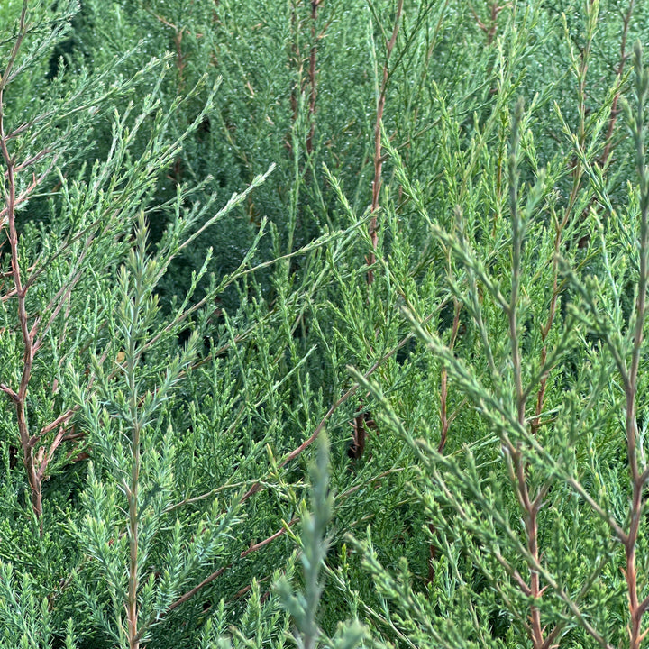 Eastern Red Cedar