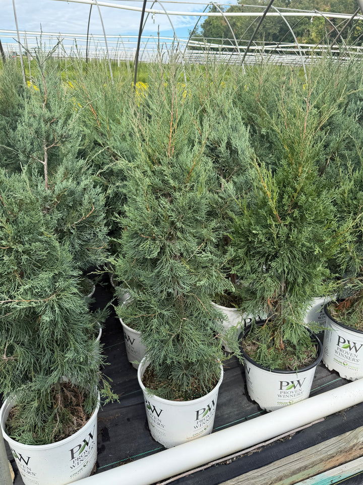 Several small evergreen trees in white nursery pots arranged on a greenhouse bench, with the brand name PW visible on the pots. |Spotswood Greenery