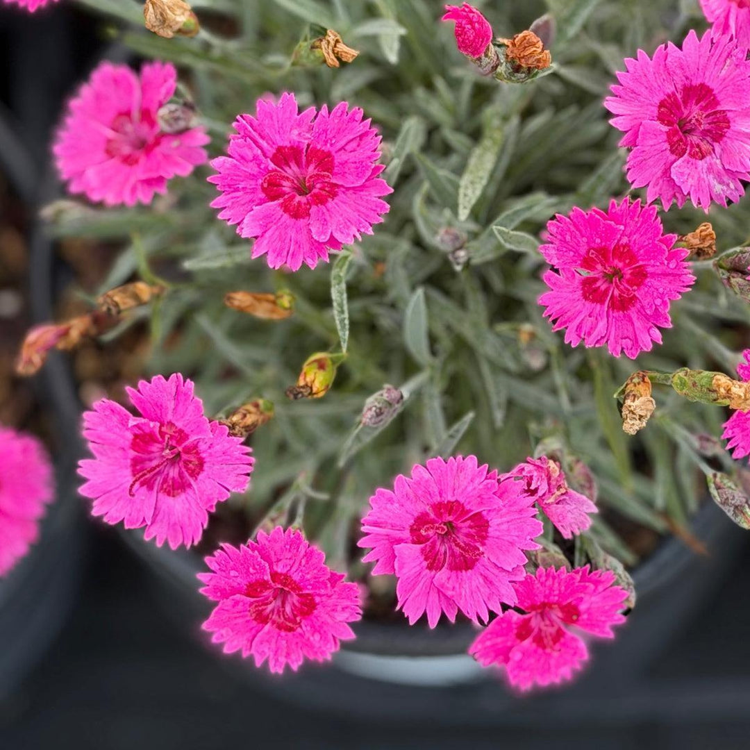 Kahori® Hardy Pinks |Spotswood Greenery
