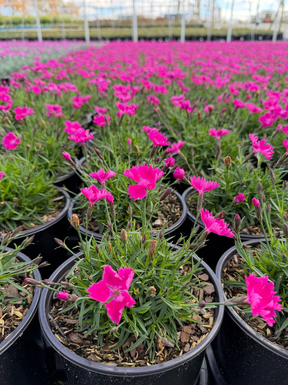 Kahori® Hardy Pinks