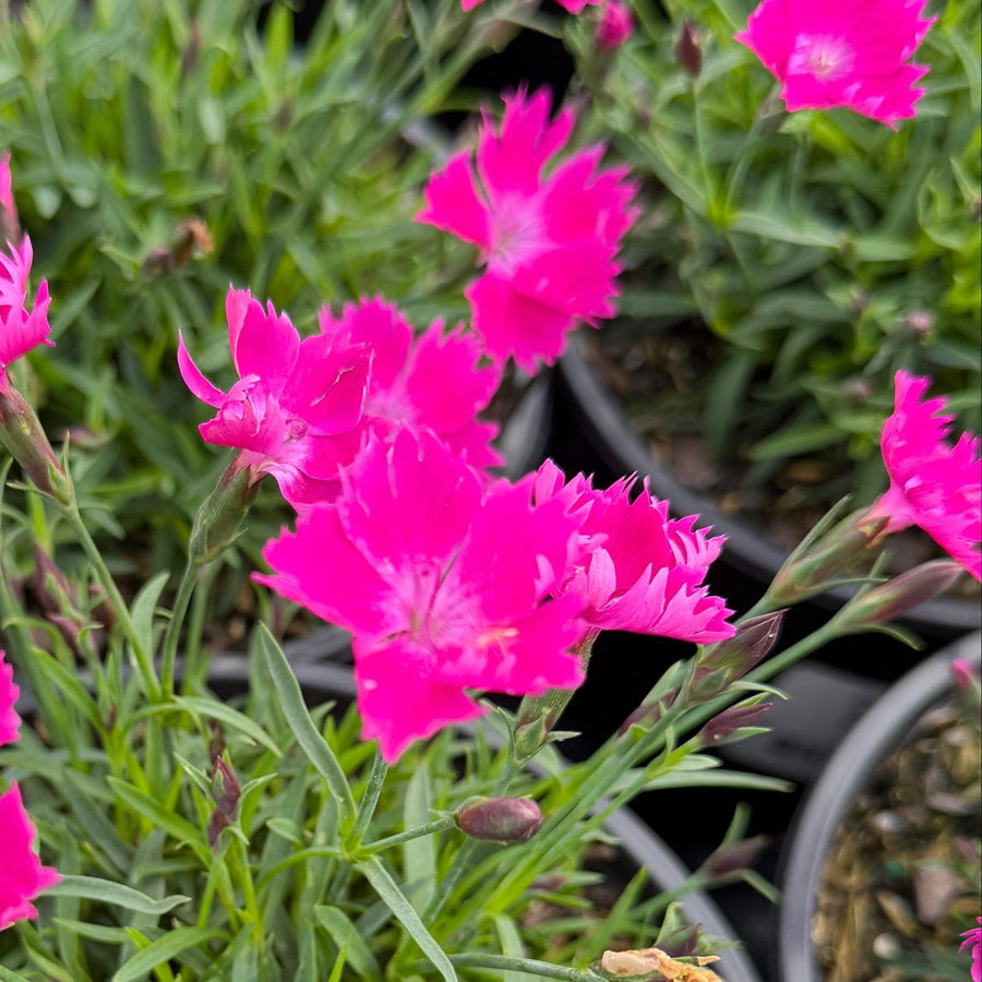 Kahori® Hardy Pinks