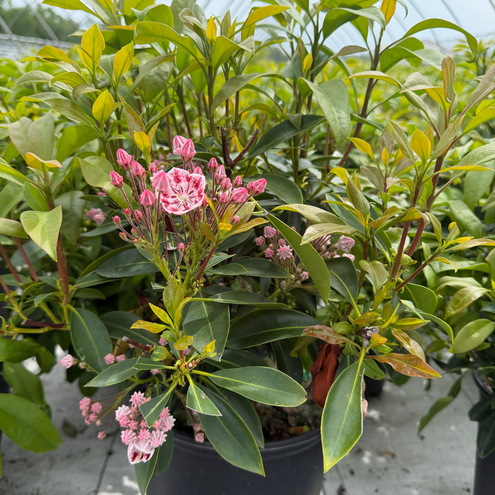 Carousel- Mountain Laurel |Spotswood Greenery