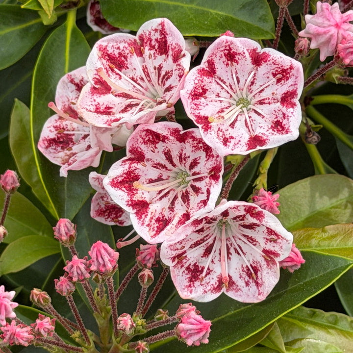 Carousel- Mountain Laurel |Spotswood Greenery
