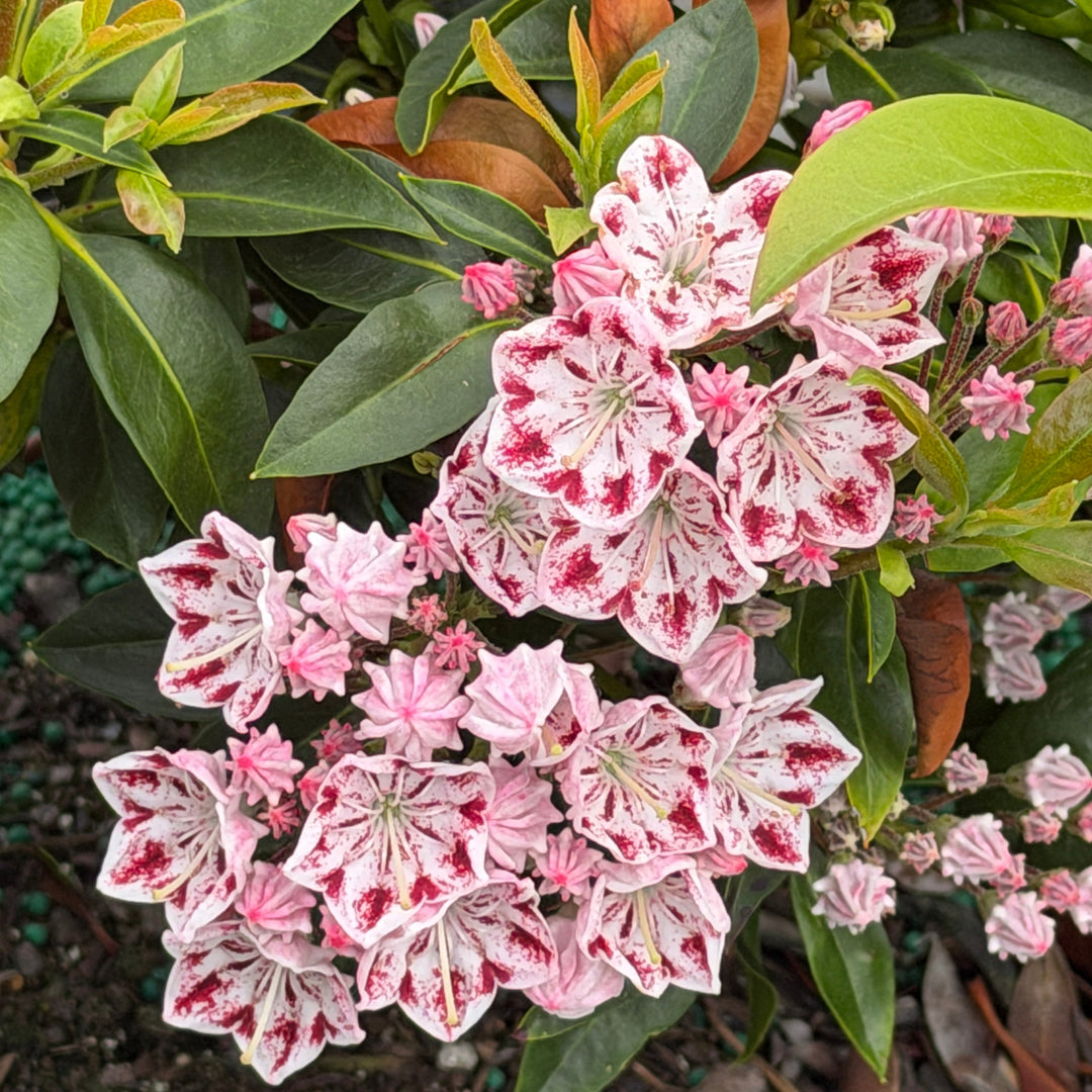 Carousel- Mountain Laurel |Spotswood Greenery