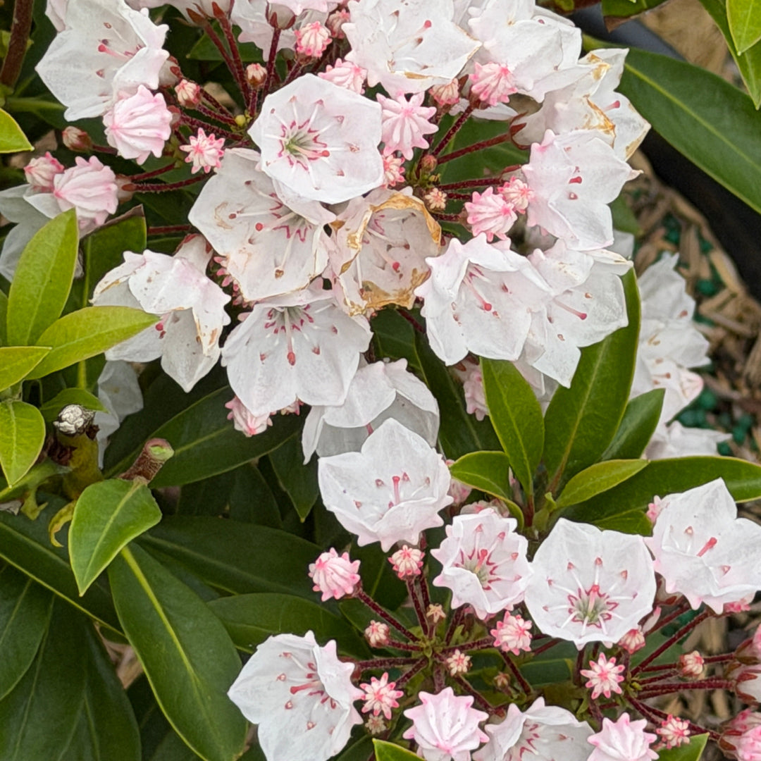 Elf mountain Laurel |Spotswood Greenery