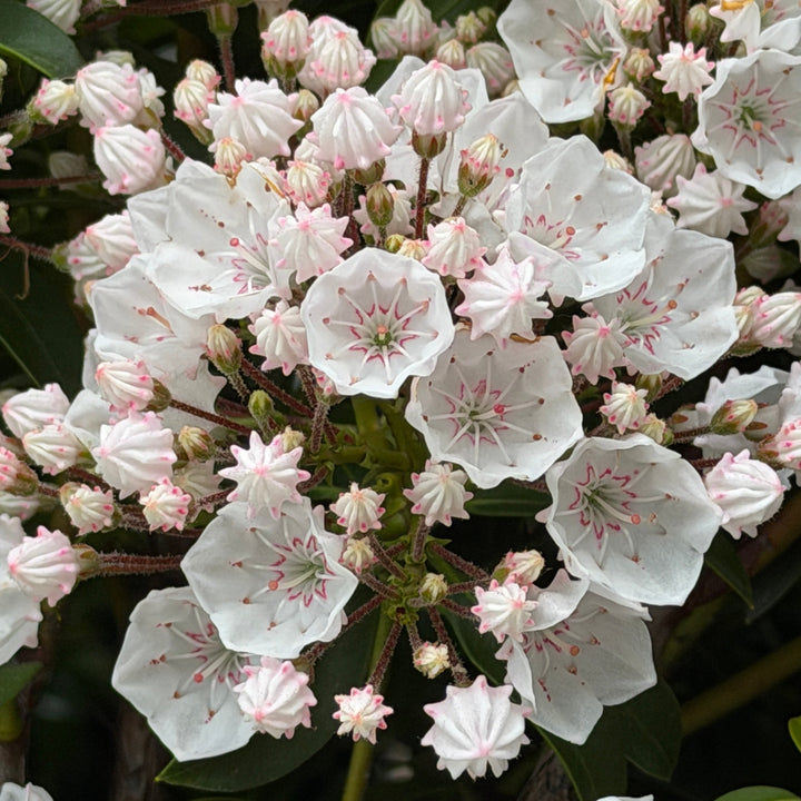 Elf mountain Laurel |Spotswood Greenery