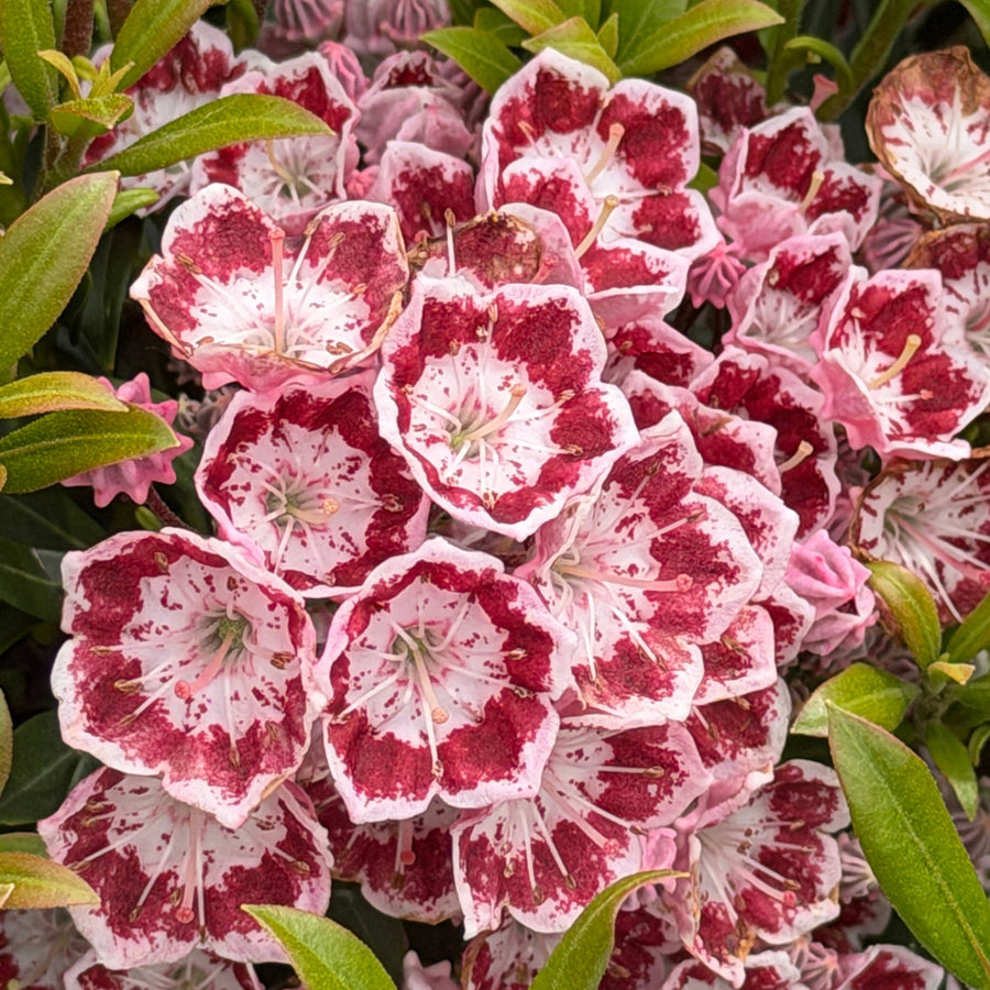 Close-up of pink and white flowers with green leaves |Spotswood GReenery