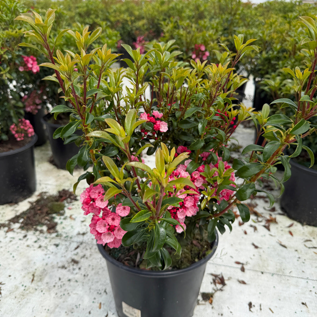 Little Linda mountain Laurel 
|Spotswood Greenery