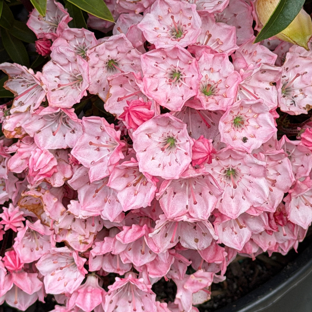 Little Linda mountain Laurel 
|Spotswood Greenery