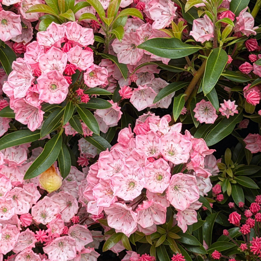 Little Linda mountain Laurel 
|Spotswood Greenery
