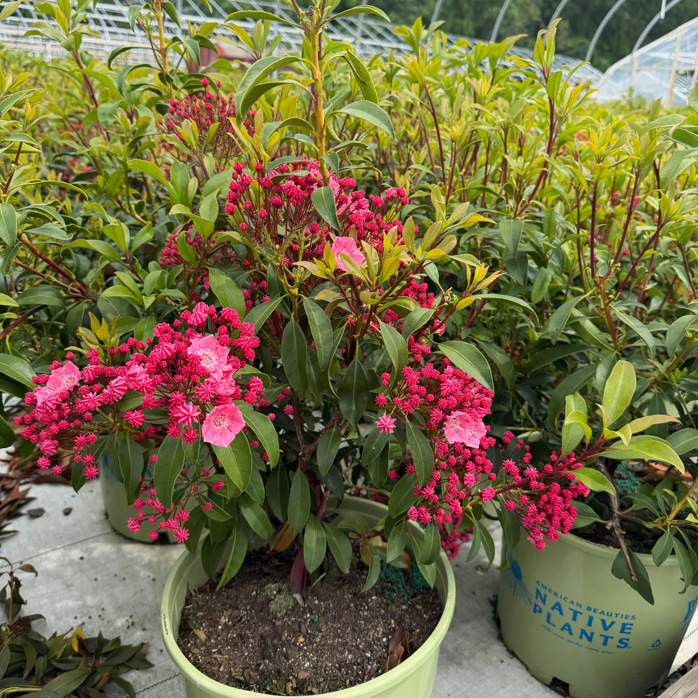 Pink Charm Mountain Laurel |Spotswood Greenery