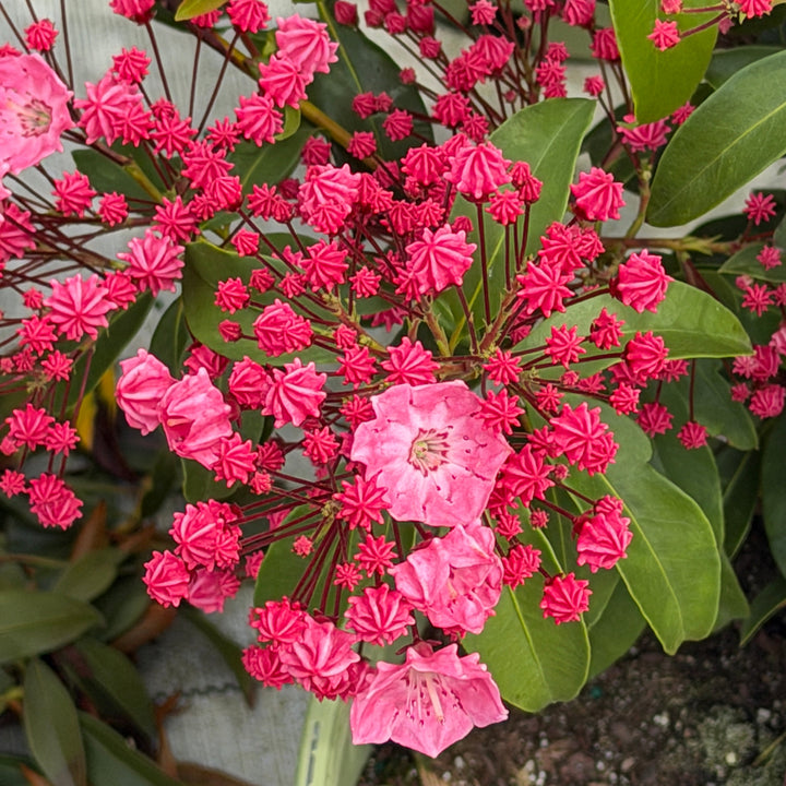 Pink Charm Mountain Laurel |Spotswood Greenery