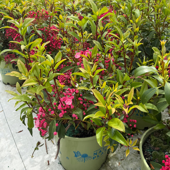 Pink Charm Mountain Laurel |Spotswood Greenery